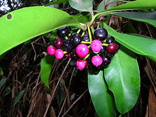 Its fruits are round berries, ripening from reddish-purple to black and contain a single seed.