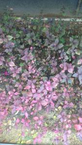 Leaves appear green or shades of pink when exposed to different light conditions. (source:http://2.bp.blogspot.com/_jmSKAZL52_g/SnFD-s3UWjI/AAAAAAAADgo/WgXUhW0CTD0/s320/IMG_4243.JPG) 