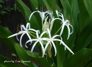 Sepals and petals are lance-shaped and white.
