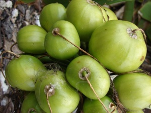 Fleshy fruits.  (source:http://upload.wikimedia.org/wikipedia/commons/9/9d/Starr_080606-6993_Crinum_asiaticum.jpg)