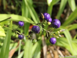 Its berries ripen to bluish purple and measures 0.7 - 1 cm wide.
