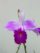 Picture from: http://www.orchidspecies.com/arundinagraminifolia.htm