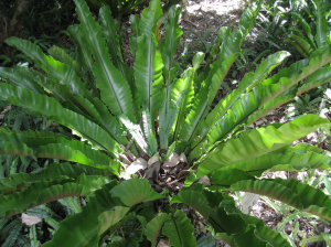 Picture from: http://www.tophdgallery.com/tree-fern-scientific-name.html