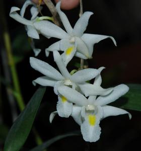 Pictures from: https://commons.wikimedia.org/wiki/File:Dendrobium_crumenatum_4.jpg